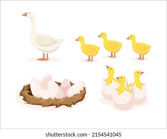 Vector illustration of home white geese, yellow goslings, nest with eggs and goslings hatched from eggs on white background. Poultry farm with natural products in cartoon style.