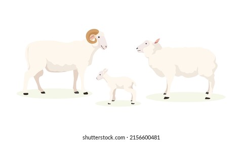 Vector illustration of home white ram, sheep and lamb on white background. Farm with natural products in cartoon style.