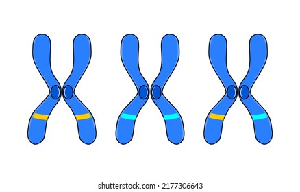 Vector Illustration Homologous Heterologous Chromosome On Stock Vector ...