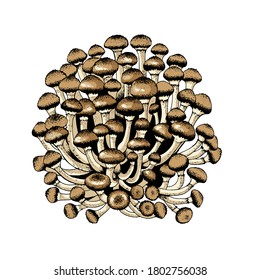 Vector illustration of honey agarics, edible mushrooms, big family group of honey agarics, isolated on white background. Kpupny plan. Suitable for recipe, logo, label, badge, packaging, menu. 
