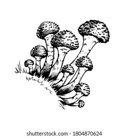 Vector illustration of honey agarics, edible mushrooms, big family group of honey agarics, isolated on white background. Kpupny plan. Suitable for recipe, logo, label, badge, packaging, menu. 