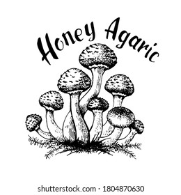 Vector illustration of honey agarics, edible mushrooms, big family group of honey agarics, isolated on white background. Kpupny plan. Suitable for recipe, logo, label, badge, packaging, menu. 