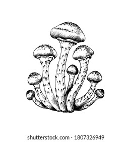 Vector illustration of honey agarics, edible mushrooms, big family group of honey agarics, isolated on white background. Kpupny plan. Suitable for recipe, logo, label, badge, packaging, menu. 