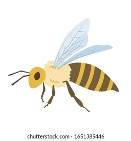 Vektorillustration-Illustration| Honigbiene
