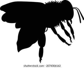 Vector illustration of a honey bee. Bee line art. Eps 10. 