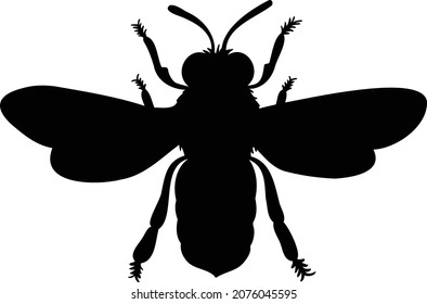 Vector illustration of a honey bee. Bee line art. Eps 10. 