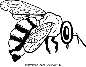 Vector illustration of a honey bee. Bee line art. Eps 10. 
