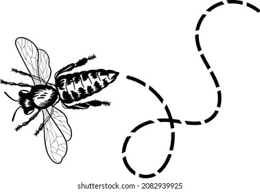 Vector illustration of a honey bee. Bee line art. Eps 10. 