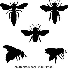 Ilustración vectorial de una abeja miel. Arte de la línea de abejas Eps 10. 