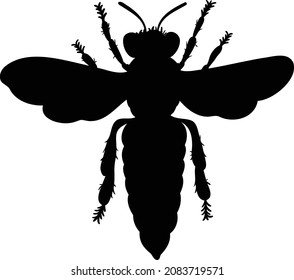 Vector illustration of a honey bee. Bee line art. Eps 10. 