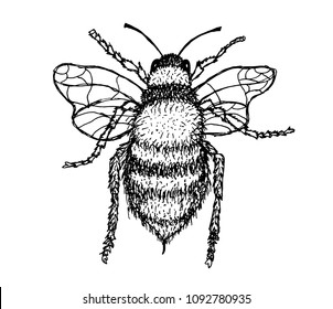Vector illustration of honey bee on white background. Hand drawn.