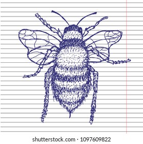 Vector illustration of honey bee on copybook background. Hand drawn.