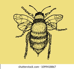 Vector illustration of honey bee on color background. Hand drawn.