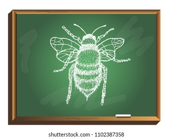 Vector illustration of honey bee on chalkboard. Hand drawn.