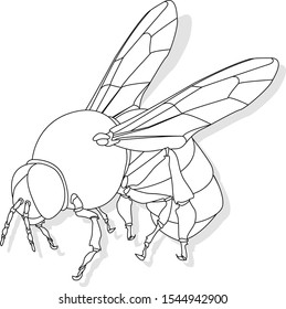 Vector illustration of honey bee on white background. Coloring image.