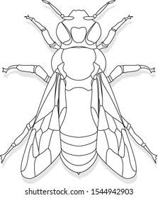 Vector illustration of honey bee on white background. Coloring image.