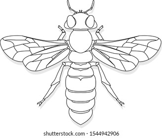 Vector illustration of honey bee on white background. Coloring image.