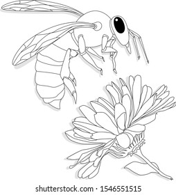 Vector illustration of honey bee on white background. Coloring image.