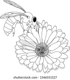 Vector illustration of honey bee on white background. Coloring image.