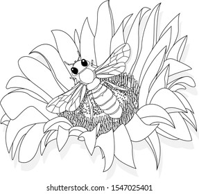 Vector illustration of honey bee on white background. Coloring image.