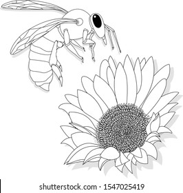 Vector illustration of honey bee on white background. Coloring image.