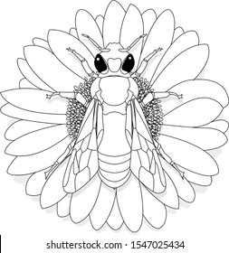 Vector illustration of honey bee on white background. Coloring image.