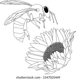 Vector illustration of honey bee on white background. Coloring image.