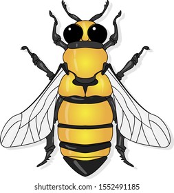 Vector illustration of honey bee on white background.