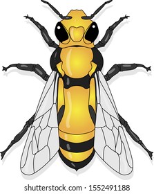 Vector illustration of honey bee on white background.