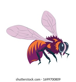 Vector illustration of honey bee on white background
