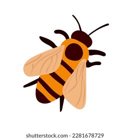 Vector illustration of honey bee on white background