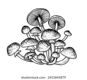 Vector illustration of a honey mushroom bush in engraving style