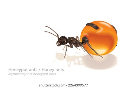 Vector illustration of honey pot ants,honey ants,myrmecocystus honeypot ants,myrmecocystus melliger species,filled with honey,pot-like swollen abdomen,on white.invasive species,eusociality.