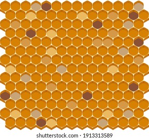 Vector illustration of honeycomb. Honey cells