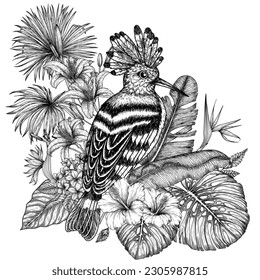 Vector illustration of a hoopoe bird in a tropical garden in an engraving style. Palm and banana leaves, liviston, plumeria, zantedeschia, monstera, strelitzia, hibiscus