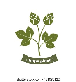 vector illustration hops on a white background hops plant, hop leaves, hop symbol, beer symbol, brewery emblem / hop plant emblem