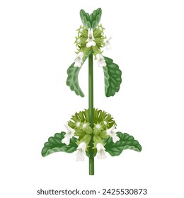 Vector illustration, horehound, scientific name Marrubium vulgare, isolated on white background.