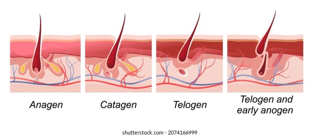 vector illustration horizontal poster for biology and medicine of human hair growth phase