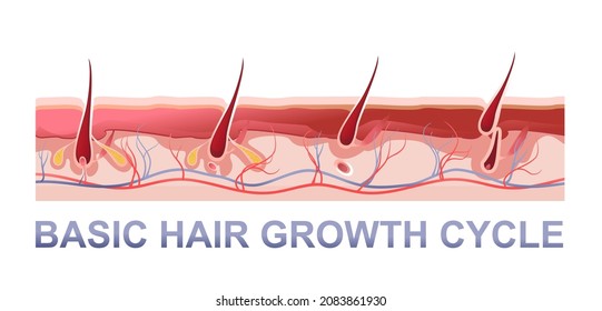 vector illustration horizontal poster for biology and medicine of human hair growth phase