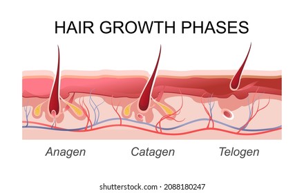 vector illustration horizontal poster for biology and medicine of human hair growth phase