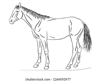 Vector Illustration Horse Stock Vector (Royalty Free) 1264592977 ...