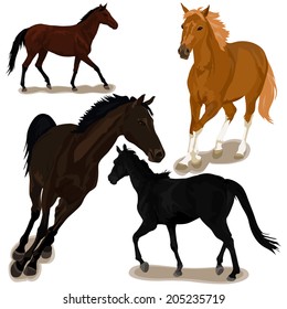 Vector illustration of horse animals