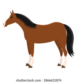 Vector illustration horse brown color.Pet, riding horse.