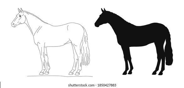 Vector illustration of a horse isolated of on the white background