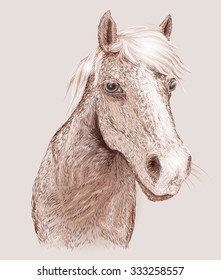 Vector illustration of horse portrait
