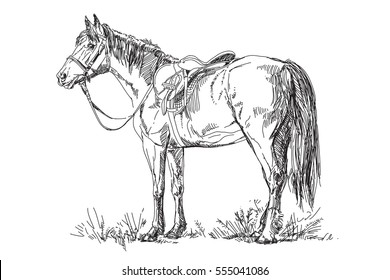 Vector illustration: Horse with saddle and bridle