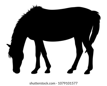 Vector illustration of horse silhouette