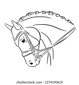 Vector illustration of a horse's head