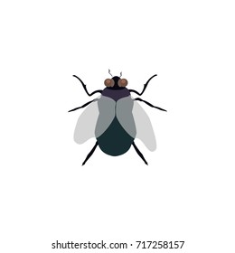 Vector illustration house fly insect, black fly isolated on white background.