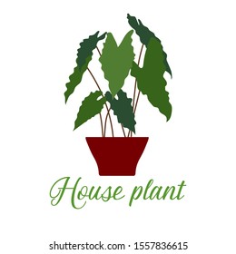 Vector illustration with house plant isolated on white background. Potted houseplant. Green natural decor for home and interior. Trendy background. Flat style. Design for card, banner, poster, print.